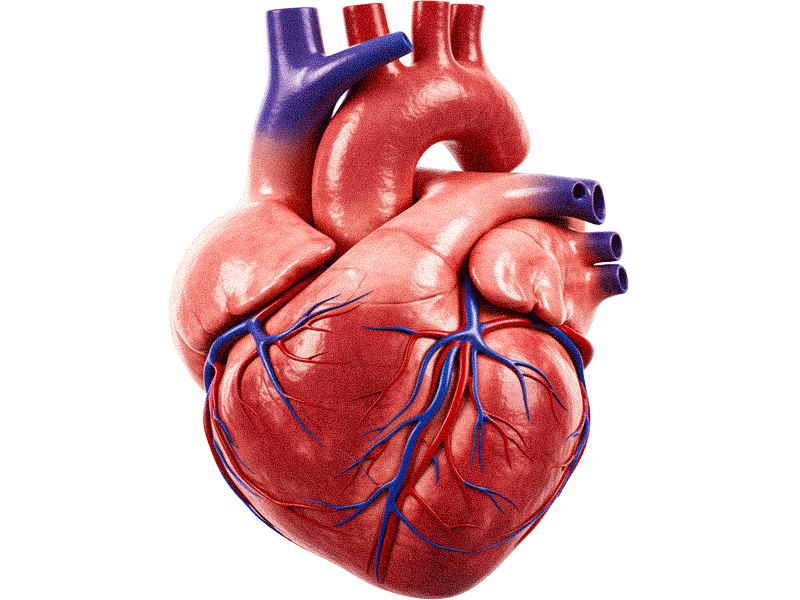 heart